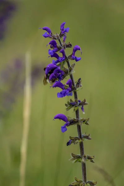 Purple Colored Flower Captured Close — Stock Photo, Image