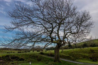 Gün batımında renkli gökyüzü tarafından yakalanan kocaman yalnız bir ağaç.