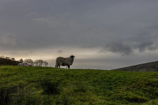 Owce Wewnątrz Ziemi Rolniczej Ścieżką Uchwyconą Podczas Zachodu Słońca Kolorowym — Zdjęcie stockowe
