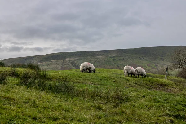 Pecore All Interno Terreni Agricoli Con Percorso Catturato Durante Tramonto — Foto Stock