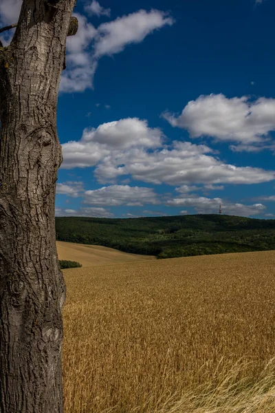 Field Wine Region Moravian Tuscany Fields Vicinity Svatoborice Mistrin Autumn — Stock Photo, Image