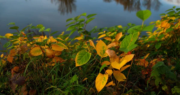 Una Vista Statica Cespuglio Durante Una Giornata Autunnale Uno Stagno — Foto Stock