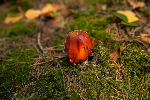 Svampar Som Växer Hösten Mitt Djup Fyllig Skog — Stockfoto