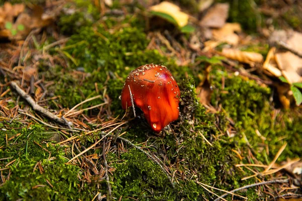 Svampar Som Växer Hösten Mitt Djup Fyllig Skog — Stockfoto