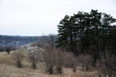 Orman kayalıkları güney Moravya 'daki dağa çıkıyor terk edilmiş şatoyu çevreleyen ağaçlarla dolu yol.