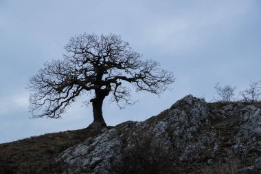 Güney Moravya 'daki bir dağa giden yolda, Devin Panorama tepesinde uzanan yalnız bir ağaç.