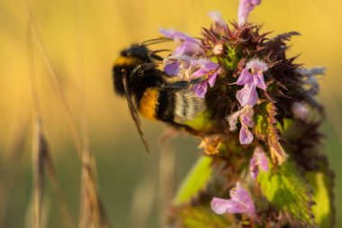 Mor çiçeklerin üzerinde uçan bir yaban arısının dürüst nektar topladığı Macro 'yu yakın plan çek..