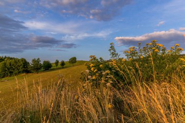 Çayır manzarası çalılar ve arka planda mavi gökyüzü birçok bulutlu güneş ışığı ve ormana yakın Valasske Mezirici yaz aylarında tepenin sonlarında yakalandı..