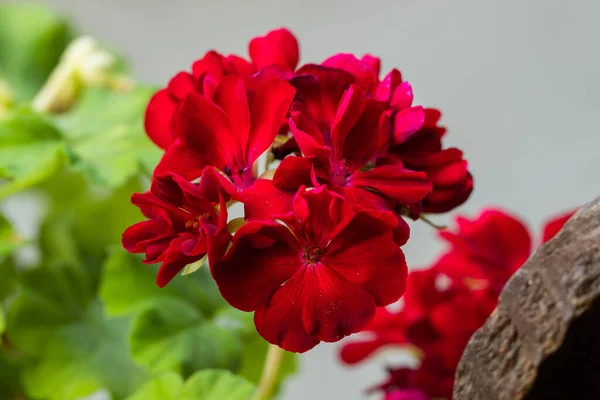 Primer Plano Macro Disparo Una Hoja Arbusto Rojo Con Flor — Foto de Stock