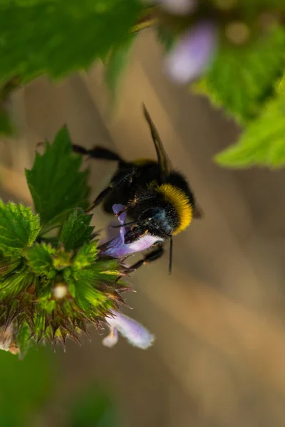 Κοντινό Πλάνο Μακρό Πλάνο Μιας Μέλισσας Που Πετάει Μοβ Λουλούδια — Φωτογραφία Αρχείου