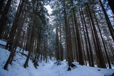 Zakopane Polonya 'nın derin, taze karlı alanının altındaki doğa parkında etrafı dağlarla ve ağaçlarla çevrili..