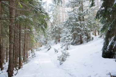 Zakopane Polonya 'nın derin, taze karlı alanının altındaki doğa parkında etrafı dağlarla ve ağaçlarla çevrili..