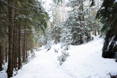 Zakopane Polonya 'nın derin, taze karlı alanının altındaki doğa parkında etrafı dağlarla ve ağaçlarla çevrili..