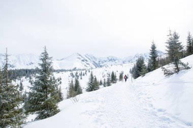 Polonya 'nın Zakopane bölgesindeki dağların tepesine bakın. Mavi gökyüzü ile kaplı, taze karla kaplı.