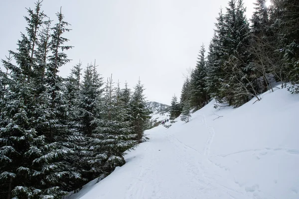 Overdekte Bergen Bomen Met Omringende Natuur Een Natuurpark Onder Diep — Stockfoto