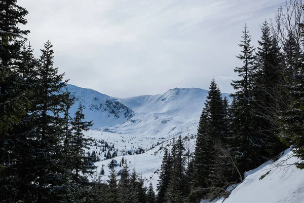 Vista Topo Das Montanhas Área Zakopane Polônia Coberta Com Neve — Fotografia de Stock