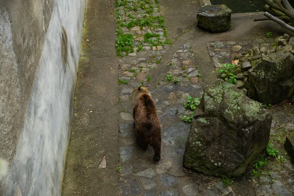 Bears Kept Middle Castle Very Popular Long Time Live Directly — Stock Photo, Image