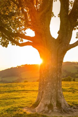 Terk edilmiş ağaç, güneş ışınları gövdenin merkezinden geçerken ve turuncu bulutlar gün batımında kırsal alanda ve Beskids doğasında yakalanan samanlıkta kalırken.