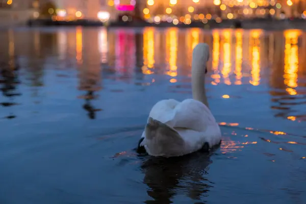 一只白天鹅在河畔捕捉到 它的背景是城市的倒影 在捷克共和国布拉格捕捉到的圣诞佳节期间 美丽的天鹅在河堤上发光 — 图库照片