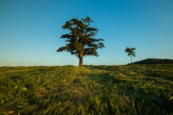 Vista Uma Árvore Abandonada Uma Colina Além Horizonte Uma Cor — Fotografia de Stock