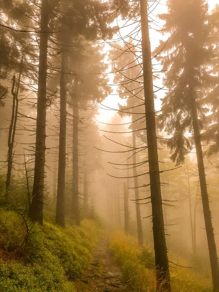 Naaldbos Weg Tussen Bomen Volledig Verborgen Mist Spelen Wit Gele Stockfoto