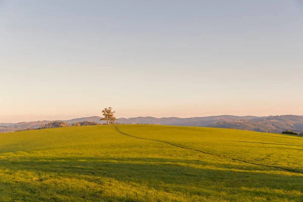 A lone tree on a hill and a family who decided to fly an artificial kite timelapse during the autumn sunset, capturing the sunset with orange-colored clouds and people on the hill.