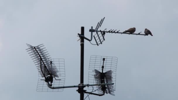 Timelapse Pary Gołębi Siedzi Wysokiej Anteny Dla Telewizji Internetu Bezprzewodowej — Wideo stockowe