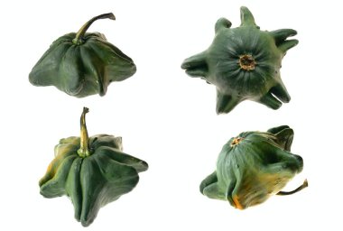  cynipids beyaz üzerine izole yakın çekim