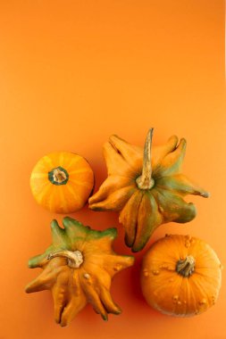 Sonbahar Balkabakları arka planda. Şükran Günü.