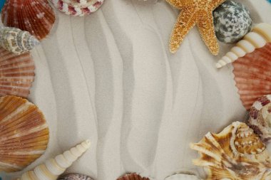 Yaz temalı deniz kabukları, plaj konsepti 