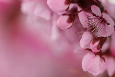 Pembe çiçekler arka planda. Yakın plan kiraz çiçeği..