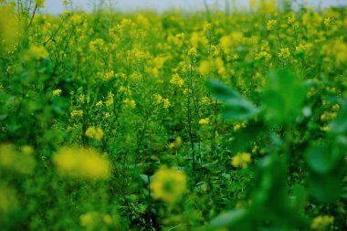 Yakından çekilen kolza tohumu. Tecavüz tarlası. Çiçek açan kanola çiçekleri kapanıyor.