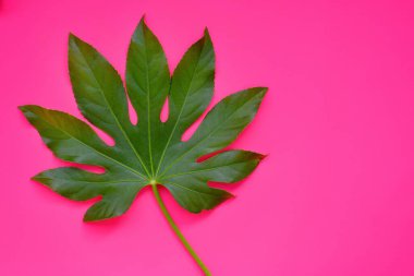 Pembe neon arka planda yeşil tropikal yaprak. Düz yeşil tropikal yaprak yatıyordu.