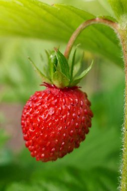 Vahşi çilek. Bahçe kırmızısı olgun çilekler. Güneşin parlak ışınlarında. 