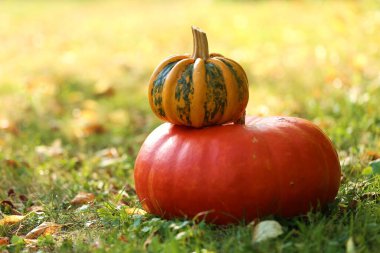 Sonbahar Balkabakları, bulanık bir bahçede güneşte yeşillenir. Şükran Günü.