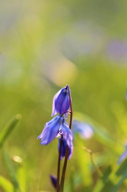 Bahar mavisi çiçekler. Bulanık bir çiçek tarlası arka planında, yeşil çimlere yakın mavi çanlar