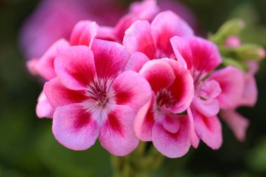 Güzel pembe çiçekler yakın görünüm