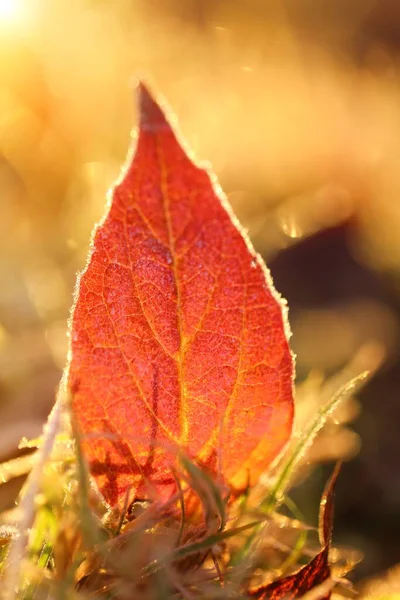 Autumn Maple Желтый Лист Ярком Солнечном Луче — стоковое фото