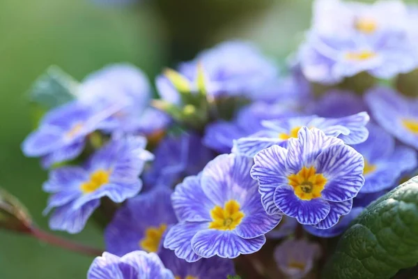 Flores Primavera Prímula Azul Sobre Fundo Planta Verde — Fotografia de Stock