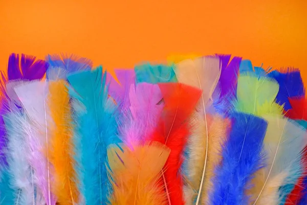 Feathers Background Multicolored Feathers Bright Orange Background — Stock Photo, Image