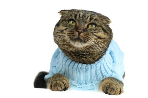 Listrado Escocês Dobrado Gato Camisola Azul Isolado Fundo Branco — Fotografia de Stock