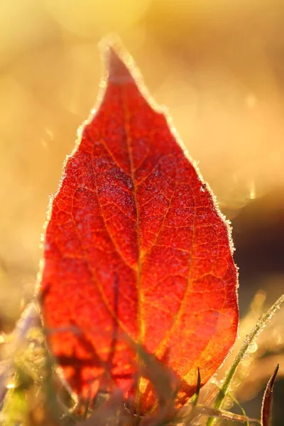 Autumn Maple Желтый Лист Ярком Солнечном Луче — стоковое фото