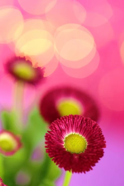 Flower card. Pink daisy close-up on a fuchsia violet background