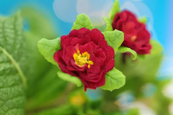 Flores Primavera Prímula Flor Vermelha Perto — Fotografia de Stock
