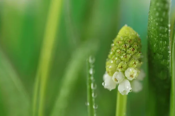 Fleur Jacinthe Raisin Avec Feuilles Vertes Gros Plan — Photo