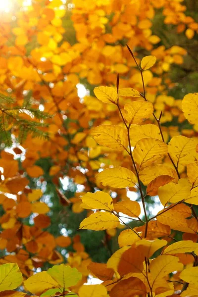 Automne Forêt Automne Feuilles Automne Jaunes Sur Fond Forêt Automne — Photo