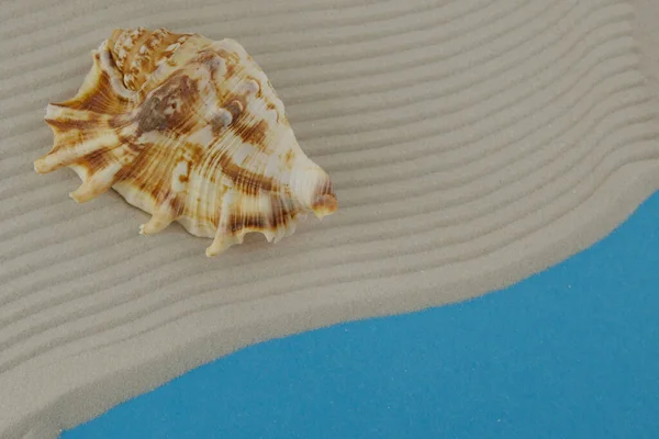 Grande Concha Mar Marrom Fundo Areia Ondulado — Fotografia de Stock