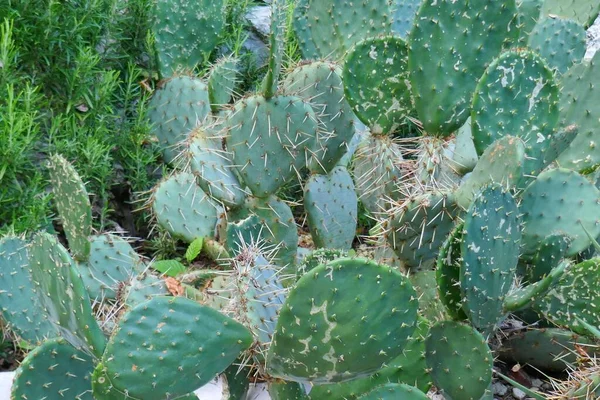 Cacti group. Landscaping with cacti plants.cactus Close-up
