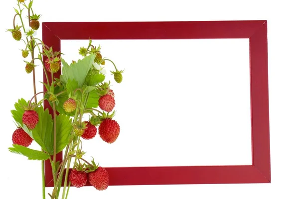 Άγρια Φράουλες Πλαίσιο Berry — Φωτογραφία Αρχείου