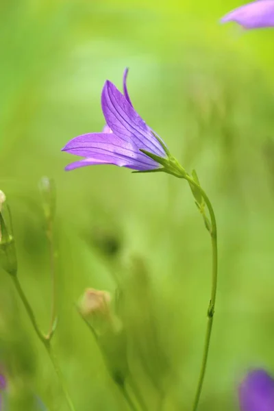 Bell Flowers Bluebell Purple Flower Bright Green Blurry Background — Stock Photo, Image